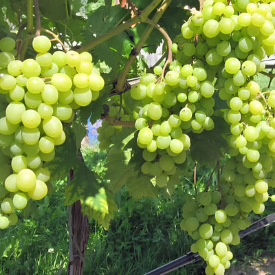Flipkart SmartBuy Grapes Angoor Green Seed(30 per packet)