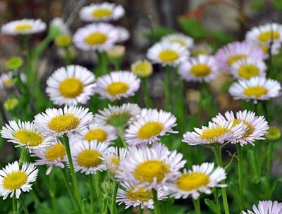 CYBEXIS Seaside Fleabane, Beach Aster Seed(50 per packet)