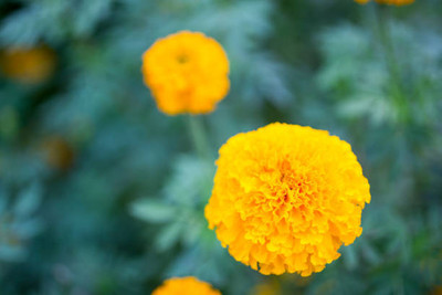 ASTRO HUB marigold,gende ka phool Seed(35 per packet)