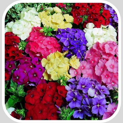 ACCELCROP Phlox Flower Seed, Fragrant Dwarf Hybrid Beauty Mixed Seed(44 per packet)
