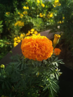 CELEBSHINE marigold/gende ka phool flower seeds Seed(75 per packet)