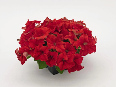 Quentova Petunia Success 360° Red Flower-LTK-4Z Seed(75 per packet)