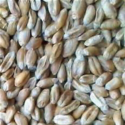Biosnyg Rich in Nutrients Wheatgrass Growing Seeds For Indoor Planting-(20000 Seeds) Seed(20000 per packet)