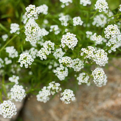OFKEN CARPET OF SNOW ALYSSUM Seed(50 per packet)