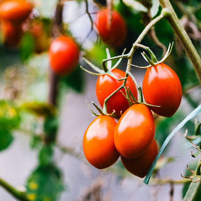 Arlo tomato Seed(130 per packet)