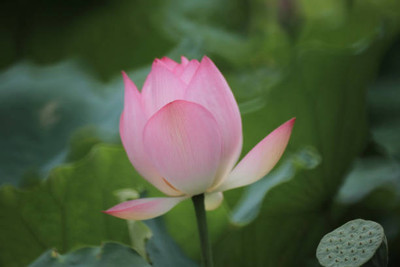 usdeepar retail lotus,kamal seeds Seed(11 per packet)