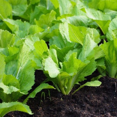 CYBEXIS XLL-18 - Mustard Greens (Florida Broadleaf) - (750 Seeds) Seed(750 per packet)