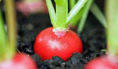 Qualtivate ICRA-9A Radish Seed Cherry Belle Seed(300 per packet)