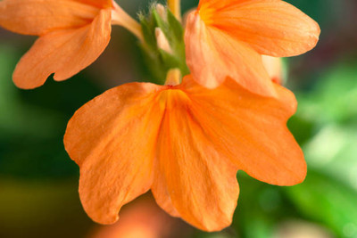 ABEFARIYA kanakambaram-firecracker-crossandra Seed(45 per packet)