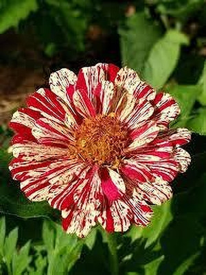 Dbbrothers hybrid jinnia flower seeds pack of 24 Seed(24 per packet)