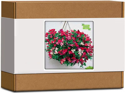 CYBEXIS Phlox Twinkle Mix Flower Seeds400 Seeds Seed(400 per packet)