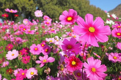 CYBEXIS ATS-16 - Cosmos Flower Color Flower F1 Hybrid - (30 Seeds) Seed(30 per packet)
