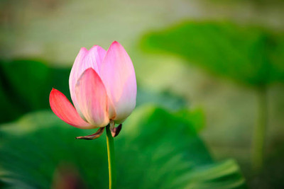 Kofy lotus,kamal gatta Seed(10 per packet)