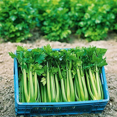 CYBEXIS ATS-84 - Celery Tango USDA Certified - (250 Seeds) Seed(250 per packet)