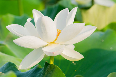 KANISHQ lotus,kamal gatta Seed(11 per packet)