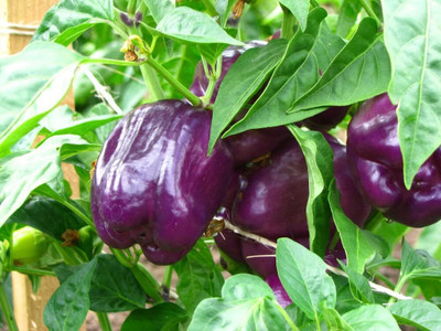 Biosnyg Non GMO Purple Beauty Capsicum Seeds for Terrace Gardening-(200 Seeds) Seed(200 per packet)