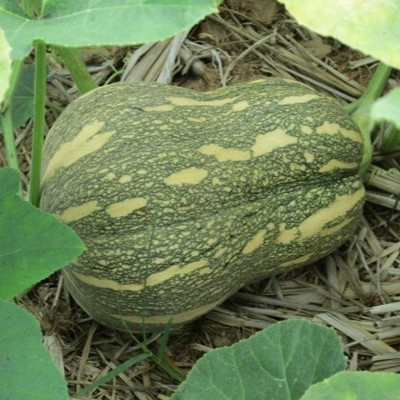 Farmonix Pumpkin Natural Organic Seed(1000 per packet)