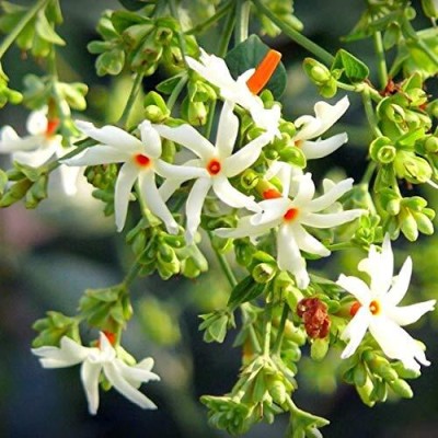 Manomay Jasmine Parijat Harshringar Parijatak Flower 20 Seeds F12 Seed(50 per packet)
