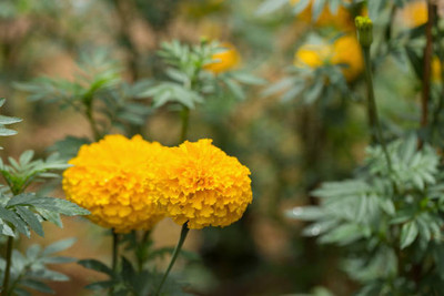 SOWCAN marigold/gende ka phool flower seeds Seed(75 per packet)