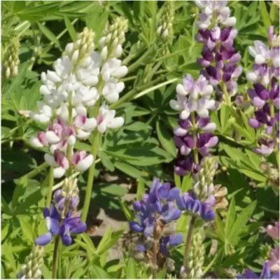 Aro Lupin Seed(31 per packet)