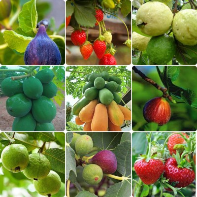 seedx Anjeer, Strawberry, Guava, Papaya, Fruit Combo Pack, Combo Pack of 4 types seeds Seed(38 per packet)