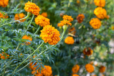 Brumm marigold/gende ka phool flower seeds Seed(75 per packet)