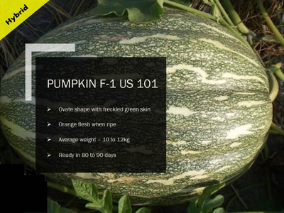 VibeX PUMPKIN F-1 PUAS 101 SEEDS(5000 Seeds) Seed(5000 per packet)
