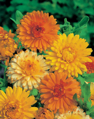 KANAYA Marigold Flower Seed(250 per packet)