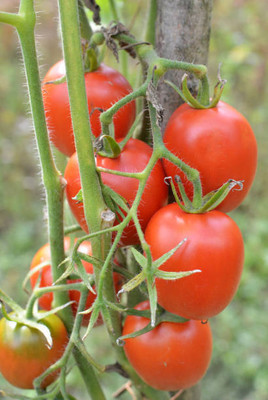 sm shop tomato Seed(70 per packet)