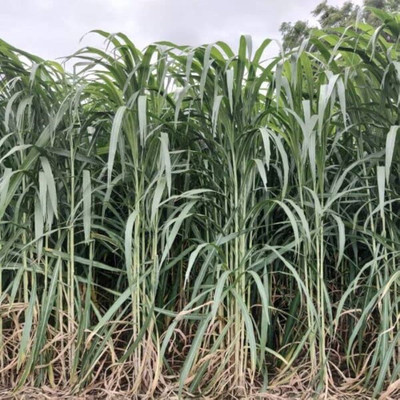 ibains Grass seeds for cows Seed(6000 per packet)