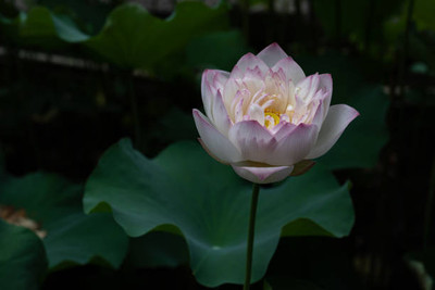 Kritharth Creation lotus,kamal seeds Seed(10 per packet)