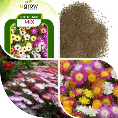 U-GROW INDIA UGROW INIDA ARCTIC FROST MIX ICE PLANT COLLECTION CRYSTAL CASCADE ICE PLANT Seed(40 per packet)