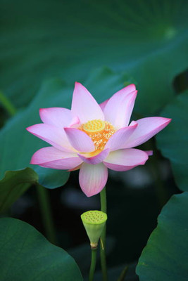 modernseed lotus,kamal gatta Seed(10 per packet)