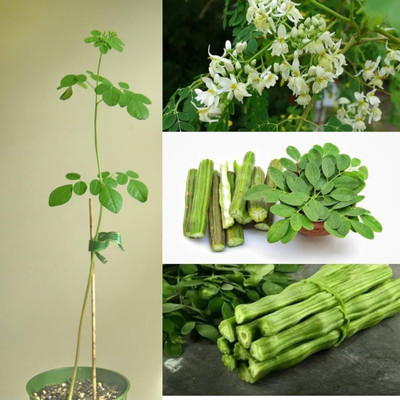 ibains Hybrid moringa seeds Seed(20 per packet)
