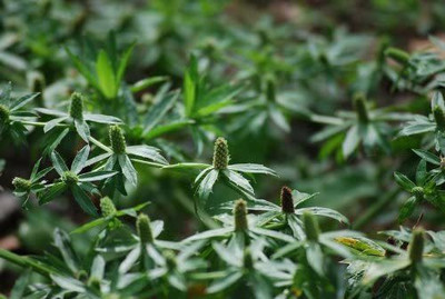 CYBEXIS HUA-48 - Culantro Cilantro anchoMexican Coriander - (250 Seeds) Seed(250 per packet)