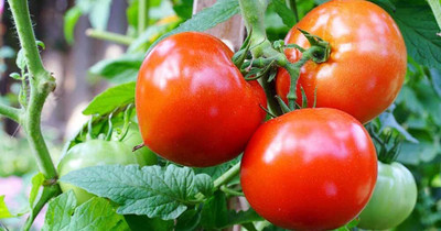 BDSresolve Indian tomato seeeds for plant PCK OF 95 Seed(95 per packet)