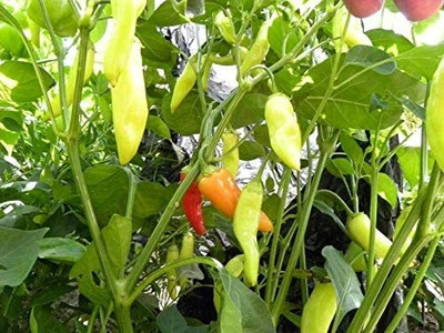 CYBEXIS Hybrid Crystal Pepper Vegetable Seeds2400 Seeds Seed(2400 per packet)
