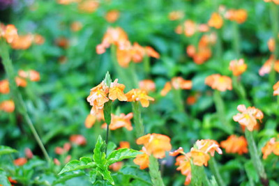 ACMS kanakambaram-firecracker-crossandra Seed(27 per packet)