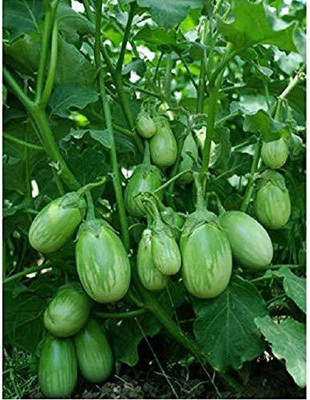 CYBEXIS VVI-55 - Brinjal Green Small Vegetable - (1350 Seeds) Seed(1350 per packet)