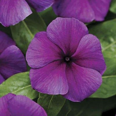 Lorvox Vinca Red F1 Hybrid Seed(26 per packet)