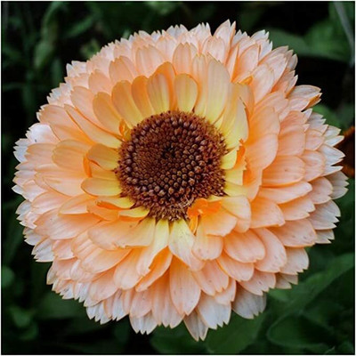 Aywal Calendula Mix Seed(20 per packet)