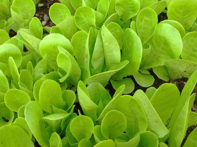 KNESSiN Green Grand Rapids Lettuce Seeds Seed(200 per packet)