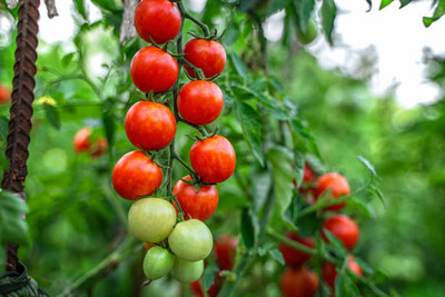 CosaCentrum tomato Seed(140 per packet)