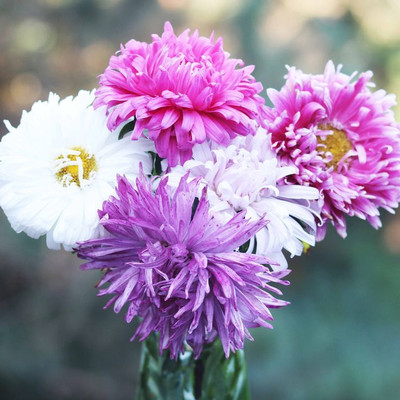 XOLDA Exotic aster Seed(12 per packet)