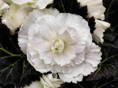 WILLVINE NDIR-102 Begonia Seeds Nonstop Mocca White Seeds Seed(25 per packet)