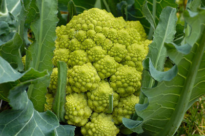 SHREE JI PUJA SAMAGRI KENDRA white cauliflower,gobhee seeds Seed(40 per packet)