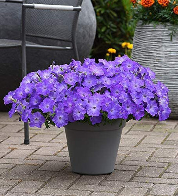 CYBEXIS VXI-2 - Petunia Hanging Flower Dwarf - (60 Seeds) Seed(60 per packet)