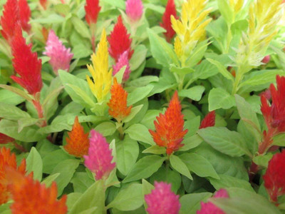 Aywal Celosia Pulmosa Mixed Flower Seeds Seed(40 per packet)