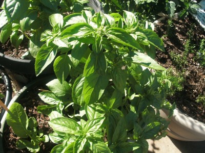 XEFRA Basil Italian Large Leaf Seed(100 per packet)