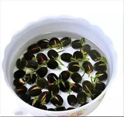 Crapulous Lotus for Pots Dwarf Variety Full Coloured - 15 Seeds for Home Garden & Pots Seed(15 per packet)